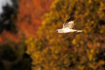 夕方ねぐら入りする飛翔する美しいハイイロチュウヒとチュウヒ（タカ科）。

日本国栃木県栃木市、渡良瀬遊水地にて。
ラムサール条約登録地。
2024年2月12日撮影。

A beautiful Northern harrier and Eastern Marsh Harrier (Circus cyaneus, Circus spilonotus, family comprising hawks) 