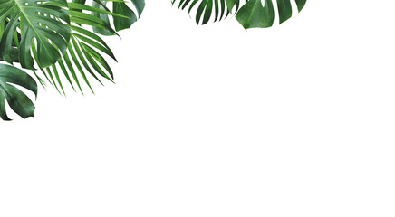 Summer tropical leaves isolated on white background with copy space