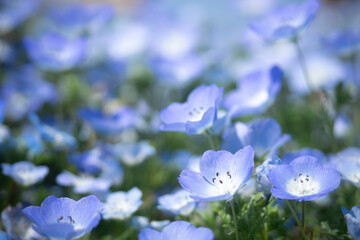 ブルーのネモフィラ