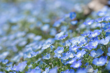 ブルーのネモフィラ