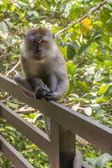 A macaque is perched on a wooden fence. Its tail dangles as it gazes at the camera