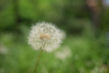 タンポポの綿毛