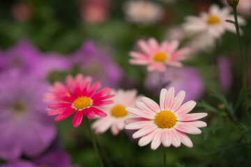 ピンクのデイジー
