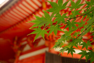 東福寺の青紅葉