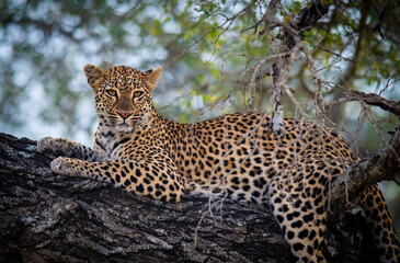 The leopard, Panthera pardus, is one of the five extant species in the genus Panthera. It has a...