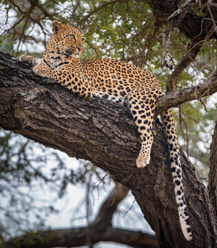 The leopard, Panthera pardus, is one of the five extant species in the genus Panthera. It has a pale yellowish to dark golden fur with dark spots grouped in rosettes. Its body is slender and muscular.