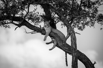 The leopard, Panthera pardus, is one of the five extant species in the genus Panthera. It has a...
