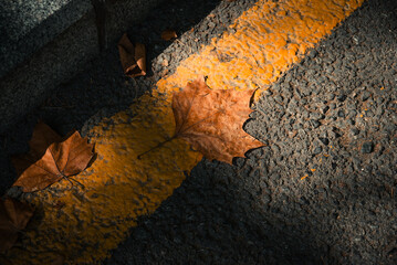 autumn leaf on the ground