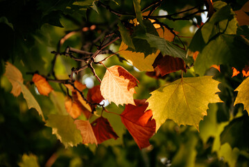 autumn leaves on a tree