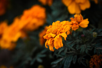 orange chrysanthemum flower