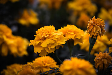 yellow chrysanthemum flowers