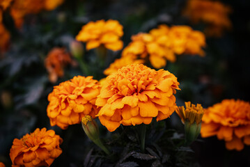 orange chrysanthemum flower