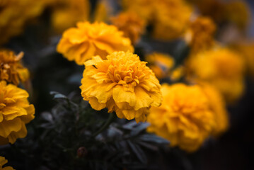 yellow chrysanthemum flowers