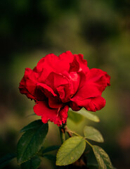 red rose in the garden