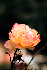 pink rose