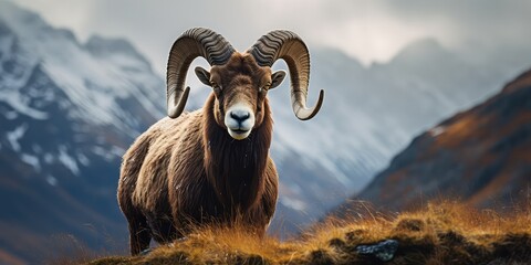 natural habitat, the big European mouflon roams with confidence and grace. With its majestic curved horns and thick woolly coat, it stands out against the rugged landscape.  - obrazy, fototapety, plakaty
