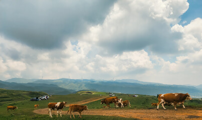 cows in the field