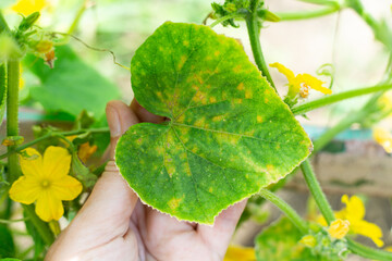 cucumber plant with yellow flowers and leaves affected by cucumber mosaic disease. Inspection of...