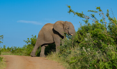 Elefant im Naturreservat Hluhluwe Nationalpark Südafrika