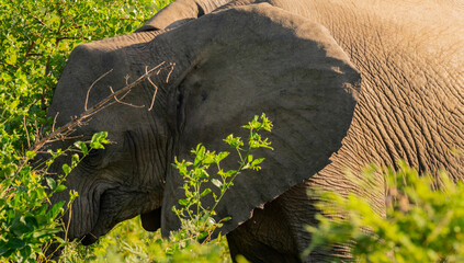 Elefant im Naturreservat Hluhluwe Nationalpark Südafrika