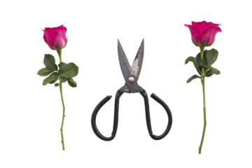 pink flowers rose with scissors for work arrangement flat lay postcard style 
