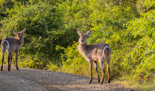 Weiblicher Ellipsen Wasserbock im Naturreservat Hluhluwe Nationalpark S&uuml;dafrika