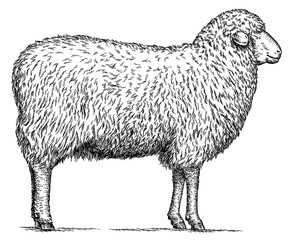 Naklejka premium Vintage engraving isolated lamb set illustration ram ink sketch. Farm animal sheep background mutton silhouette art. Black and white hand drawn image