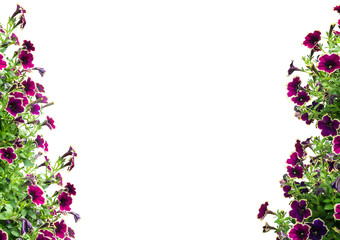  flowers of frame isolated