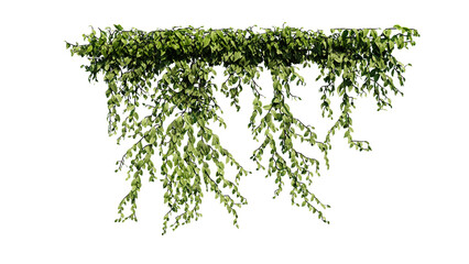 Plant and flower vine green ivy leaves tropic hanging, climbing isolated on transparent background.