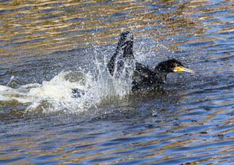 Obraz premium swimming in the water