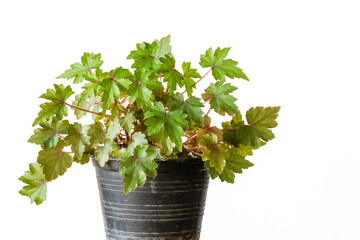 Naklejka premium Closeup view of small begonia dregei aka maple leaf or grape leaf begonia isolated on white background