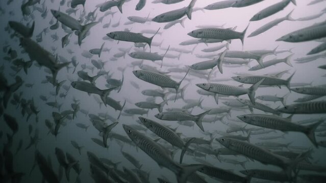 Shoal of barracuda swimming in the waters off Koh Tao