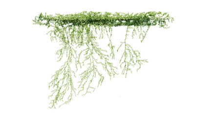 Plant and flower vine green ivy leaves tropic hanging, climbing isolated on transparent background. © Nawaphon