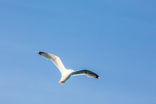 Herring gull flying with spread wings on a blue sky