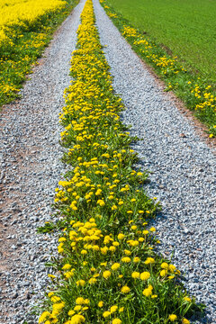 Flowering dandelions flowers on a farm road