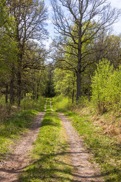 Dirt road in a lush green woodland at springtime