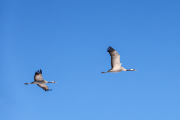 Two cranes flying on a sunny sky at springtime