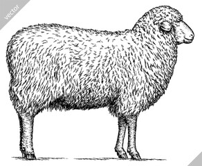 Fototapeta premium Vintage engraving isolated lamb set illustration ram ink sketch. Farm animal sheep background mutton silhouette art. Black and white hand drawn vector image