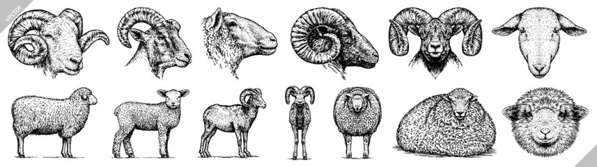 Vintage engraving isolated lamb set illustration ram ink sketch. Farm animal sheep background mutton silhouette art. Black and white hand drawn vector image - obrazy, fototapety, plakaty