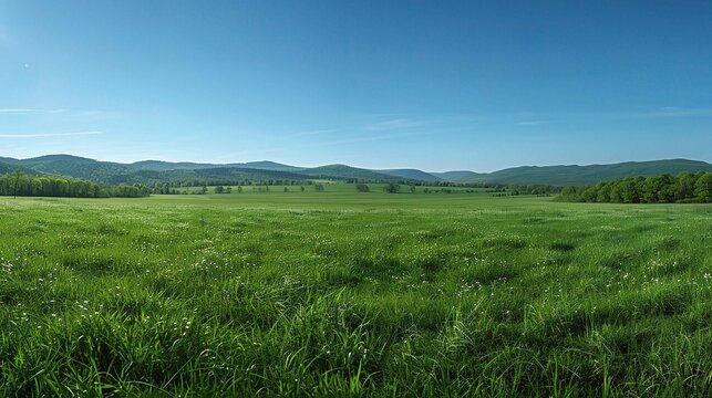 Green grass on blue clear sky, spring nature
