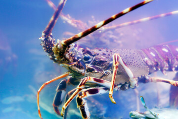 atlantic canadian maine lobster close up in blue water