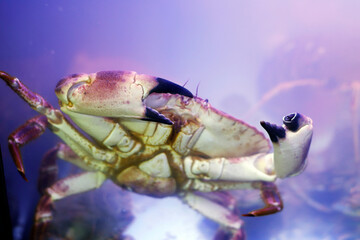 gray and brown crab close up in blue water