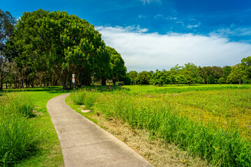 Fototapeta na wymiar Gold Coast Botanical Gardens, Queensland, Australia