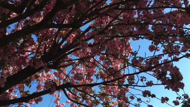 Looking up into a cherry blossom tree on a sunny day
