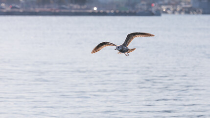 A gull gliding over the sea. Vega gull, East Siberian gull, Mongolian gull, Larus vegae, Larus...