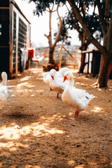 ducks in farm