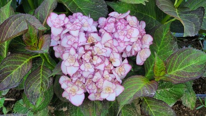pink hydrangea flowers in garden