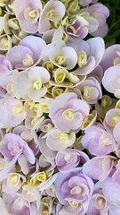 pink hydrangea petals