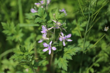 春に咲く山野草の花。セリバヒエンソウ。