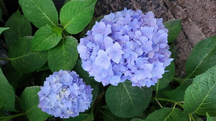 blue heart hydrangea flowers in garden